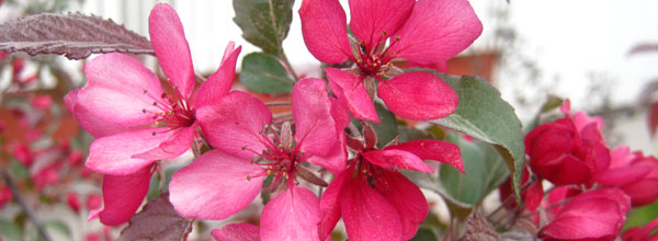 Rosa blommor i Bostadens rabatter
